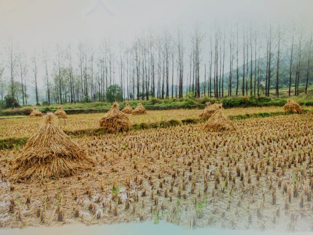 肥土不废，沃土“搬场”